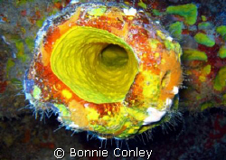 Mystery solved!  This is how they manufacture mustard.  P... by Bonnie Conley 